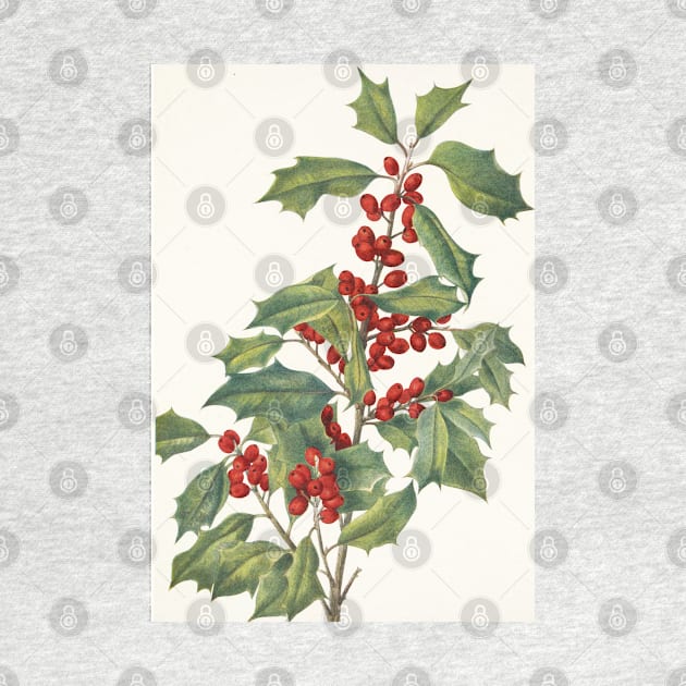 American holly - Botanical Illustration by chimakingthings